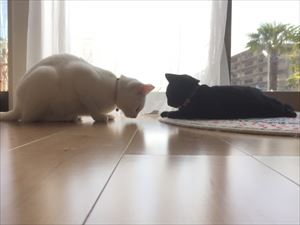 猫が2匹で寛いでいる様子